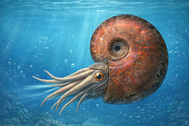 マダガスカルを代表するアンモナイト、クレオニセラス（Cleoniceras）の遊色標本。縫合線も確認できる、情報量の多い個体（その8）