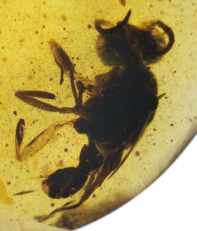 琥珀　化石　サソリ　バーマイト中生代白亜紀 琥珀 化石 サソリ バーマイト中生代白亜紀 サソリ（コハク入り）