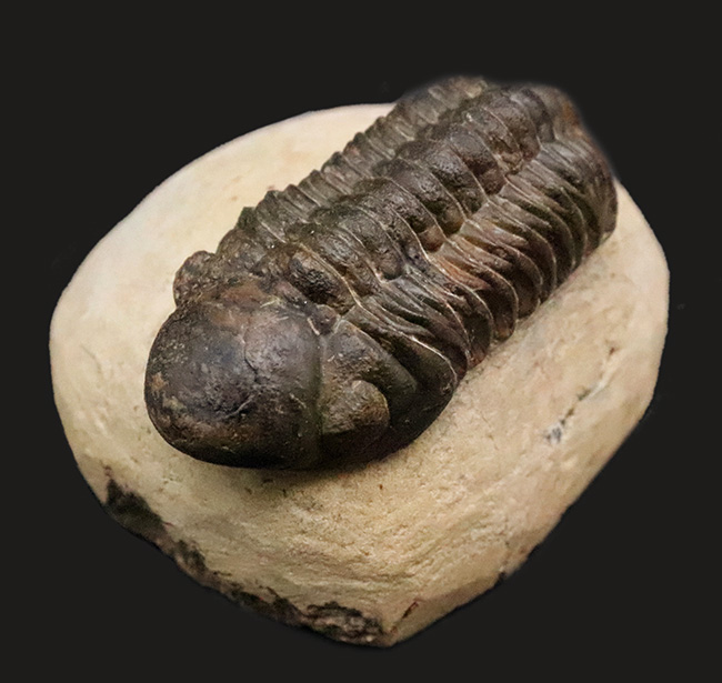 特大！背周り93ミリの超迫力サイズ。複眼レンズまで精緻に保存された上質個体 … 巨大頭鞍部で知られる三葉虫リードプス（Reedops）（その1）