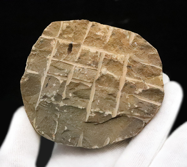 特大！背周り93ミリの超迫力サイズ。複眼レンズまで精緻に保存された上質個体 … 巨大頭鞍部で知られる三葉虫リードプス（Reedops）（その10）