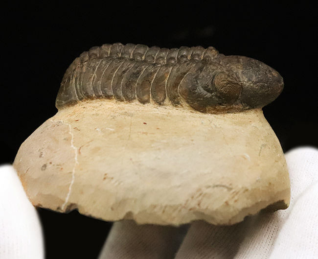 特大！背周り93ミリの超迫力サイズ。複眼レンズまで精緻に保存された上質個体 … 巨大頭鞍部で知られる三葉虫リードプス（Reedops）（その11）