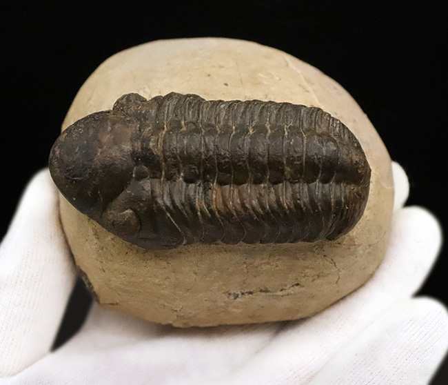 特大！背周り93ミリの超迫力サイズ。複眼レンズまで精緻に保存された上質個体 … 巨大頭鞍部で知られる三葉虫リードプス（Reedops）（その12）