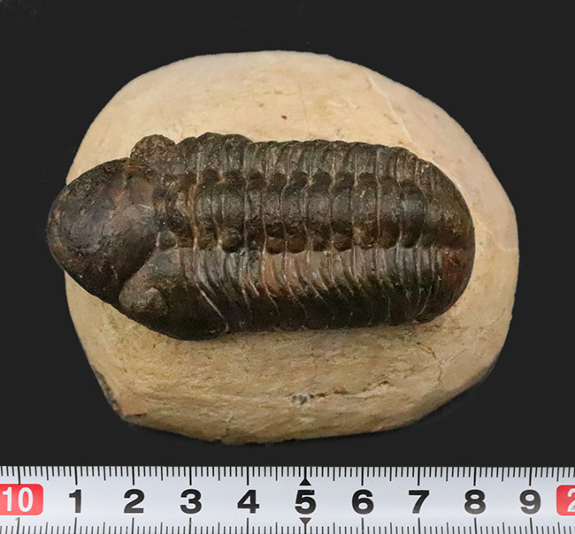 特大！背周り93ミリの超迫力サイズ。複眼レンズまで精緻に保存された上質個体 … 巨大頭鞍部で知られる三葉虫リードプス（Reedops）（その14）