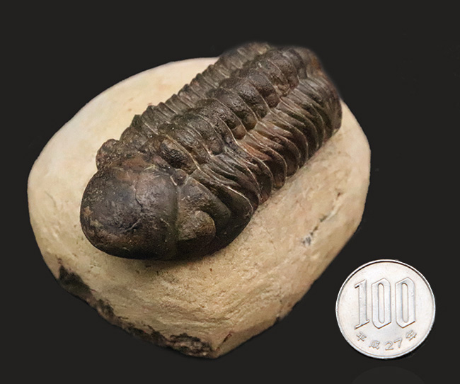 特大！背周り93ミリの超迫力サイズ。複眼レンズまで精緻に保存された上質個体 … 巨大頭鞍部で知られる三葉虫リードプス（Reedops）（その15）