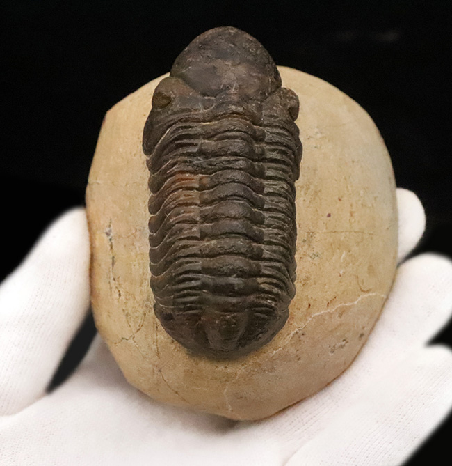 特大！背周り93ミリの超迫力サイズ。複眼レンズまで精緻に保存された上質個体 … 巨大頭鞍部で知られる三葉虫リードプス（Reedops）（その2）