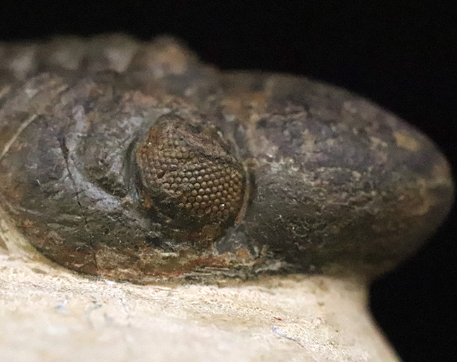 特大！背周り93ミリの超迫力サイズ。複眼レンズまで精緻に保存された上質個体 … 巨大頭鞍部で知られる三葉虫リードプス（Reedops）（その3）