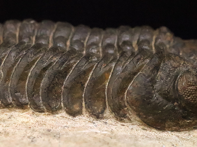 特大！背周り93ミリの超迫力サイズ。複眼レンズまで精緻に保存された上質個体 … 巨大頭鞍部で知られる三葉虫リードプス（Reedops）（その4）