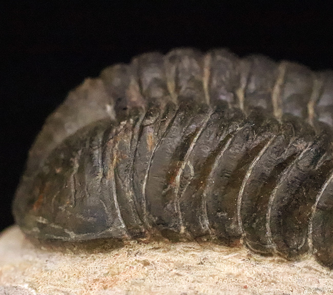 特大！背周り93ミリの超迫力サイズ。複眼レンズまで精緻に保存された上質個体 … 巨大頭鞍部で知られる三葉虫リードプス（Reedops）（その5）