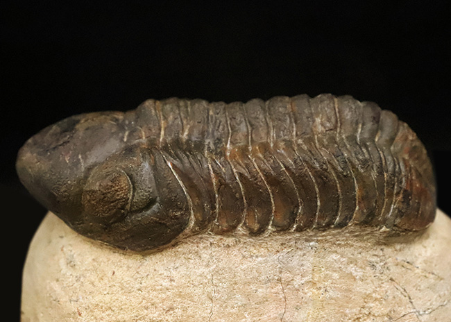 特大！背周り93ミリの超迫力サイズ。複眼レンズまで精緻に保存された上質個体 … 巨大頭鞍部で知られる三葉虫リードプス（Reedops）（その6）