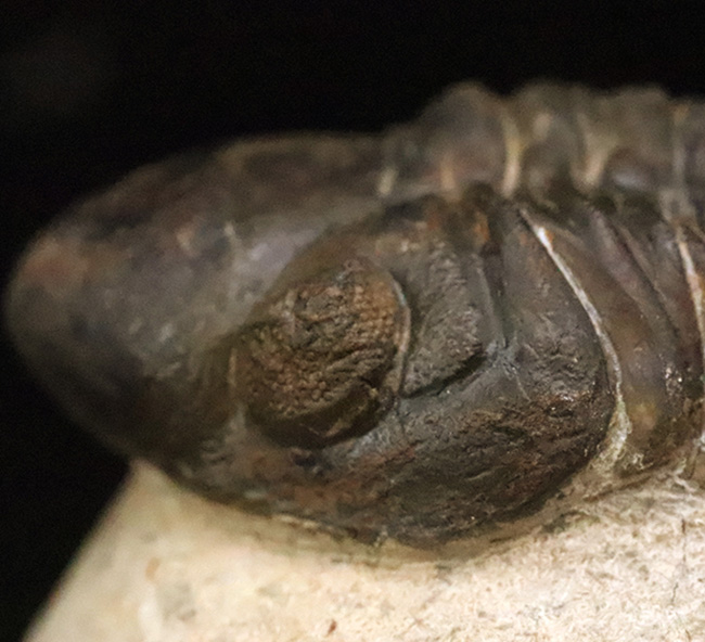 特大！背周り93ミリの超迫力サイズ。複眼レンズまで精緻に保存された上質個体 … 巨大頭鞍部で知られる三葉虫リードプス（Reedops）（その7）