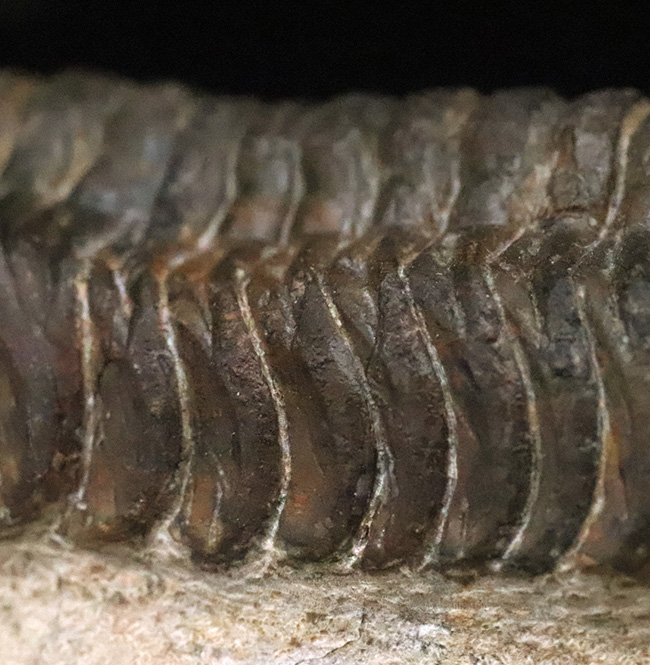 特大！背周り93ミリの超迫力サイズ。複眼レンズまで精緻に保存された上質個体 … 巨大頭鞍部で知られる三葉虫リードプス（Reedops）（その8）