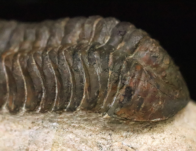 特大！背周り93ミリの超迫力サイズ。複眼レンズまで精緻に保存された上質個体 … 巨大頭鞍部で知られる三葉虫リードプス（Reedops）（その9）