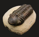 特大！背周り93ミリの超迫力サイズ。複眼レンズまで精緻に保存された上質個体 … 巨大頭鞍部で知られる三葉虫リードプス（Reedops）