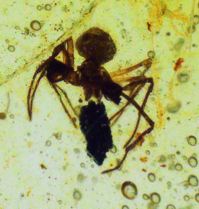 おびただしい数の気泡あり！蜘蛛を含め、大きな植物片を内包した、ミャンマー産の琥珀、バーマイト（Burmite）（その1）