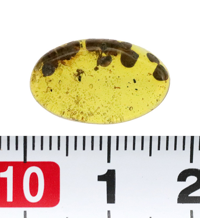 おびただしい数の気泡あり！蜘蛛を含め、大きな植物片を内包した、ミャンマー産の琥珀、バーマイト（Burmite）（その10）