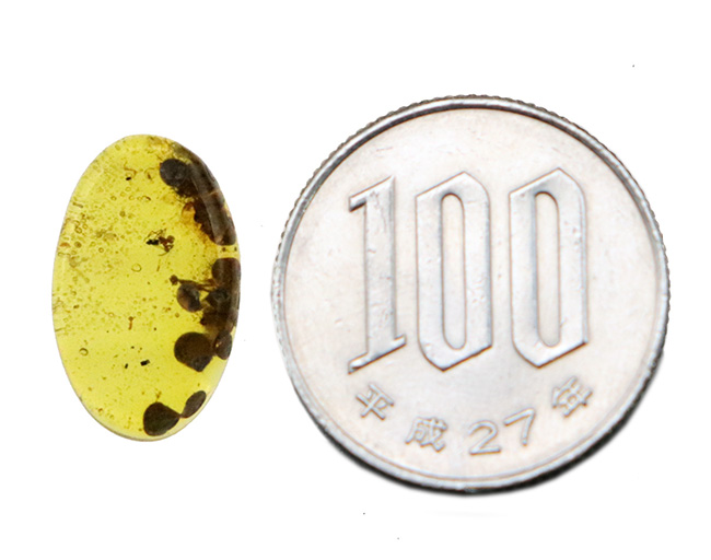 おびただしい数の気泡あり！蜘蛛を含め、大きな植物片を内包した、ミャンマー産の琥珀、バーマイト（Burmite）（その11）