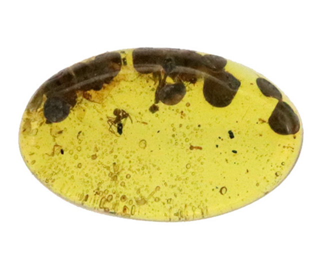 おびただしい数の気泡あり！蜘蛛を含め、大きな植物片を内包した、ミャンマー産の琥珀、バーマイト（Burmite）（その2）