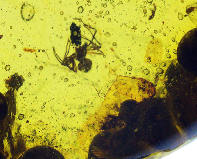 おびただしい数の気泡あり！蜘蛛を含め、大きな植物片を内包した、ミャンマー産の琥珀、バーマイト（Burmite）（その3）