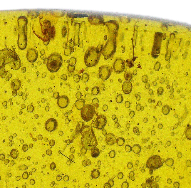 おびただしい数の気泡あり！蜘蛛を含め、大きな植物片を内包した、ミャンマー産の琥珀、バーマイト（Burmite）（その4）