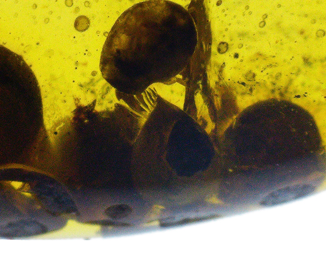 おびただしい数の気泡あり！蜘蛛を含め、大きな植物片を内包した、ミャンマー産の琥珀、バーマイト（Burmite）（その5）