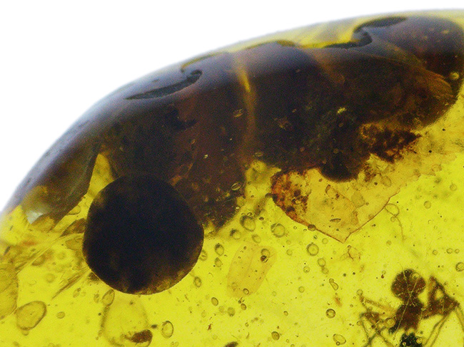 おびただしい数の気泡あり！蜘蛛を含め、大きな植物片を内包した、ミャンマー産の琥珀、バーマイト（Burmite）（その6）