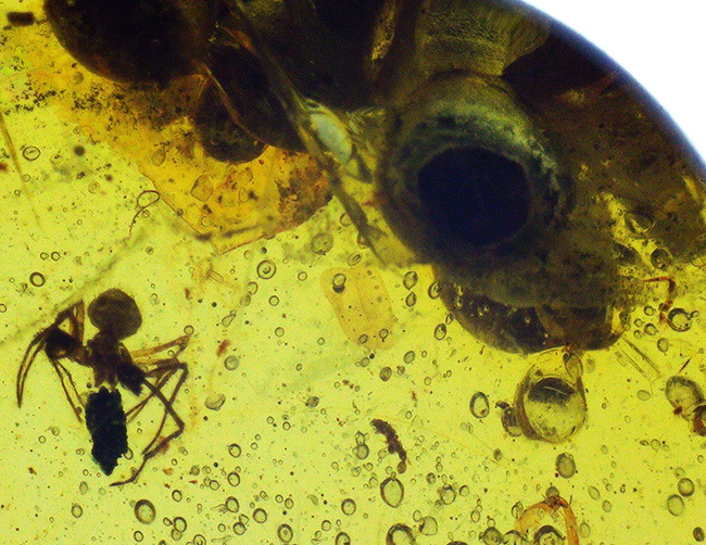 おびただしい数の気泡あり！蜘蛛を含め、大きな植物片を内包した、ミャンマー産の琥珀、バーマイト（Burmite）（その7）