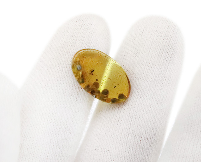 おびただしい数の気泡あり！蜘蛛を含め、大きな植物片を内包した、ミャンマー産の琥珀、バーマイト（Burmite）（その8）