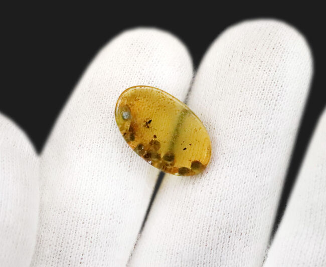 おびただしい数の気泡あり！蜘蛛を含め、大きな植物片を内包した、ミャンマー産の琥珀、バーマイト（Burmite）（その9）