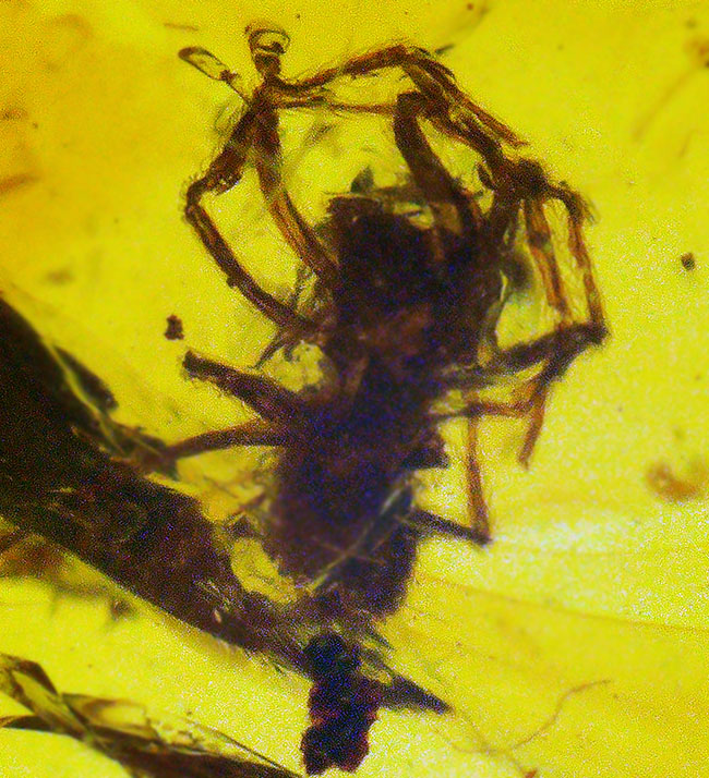 約1億年前のクモを内包……透明度の高いミャンマー産琥珀・バーマイト(Burmite)(その1)