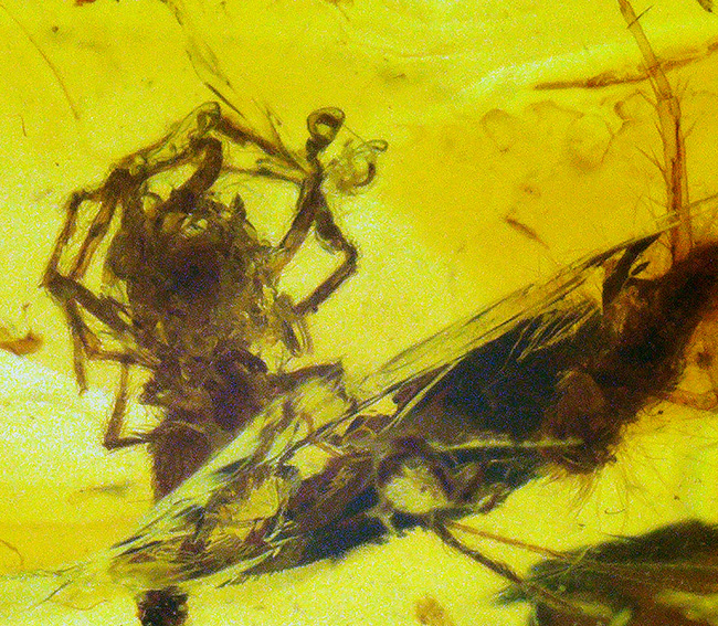 約1億年前のクモを内包……透明度の高いミャンマー産琥珀・バーマイト(Burmite)(その3)