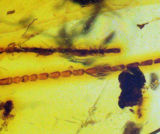 約1億年前のクモを内包……透明度の高いミャンマー産琥珀・バーマイト(Burmite)(その5)