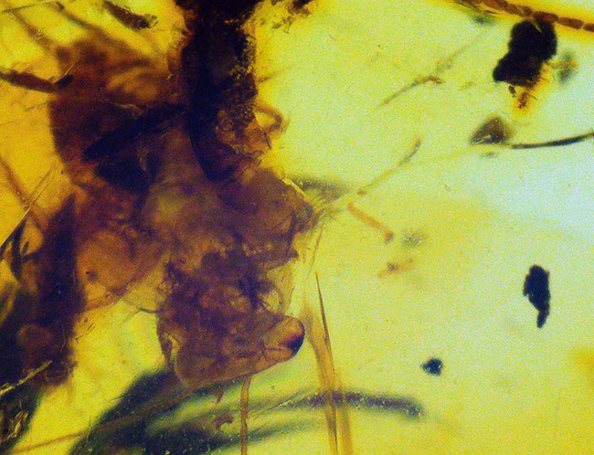 約1億年前のクモを内包……透明度の高いミャンマー産琥珀・バーマイト(Burmite)(その6)