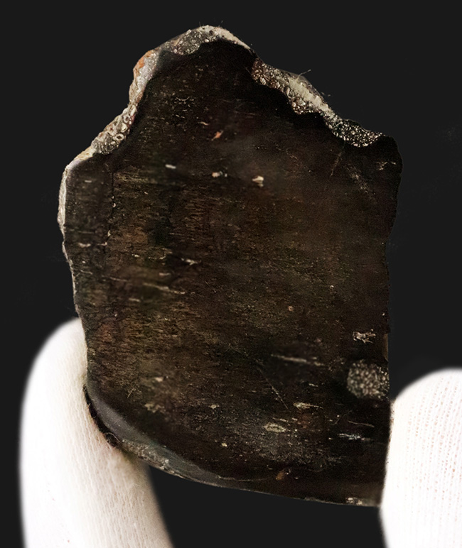 【著名産地・英国ワイト島産】白亜紀前期・大型鳥脚類の骨片化石（その1）