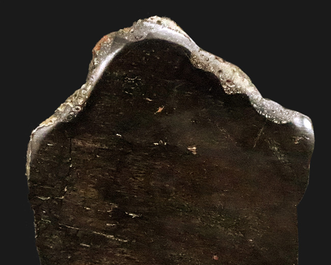 【著名産地・英国ワイト島産】白亜紀前期・大型鳥脚類の骨片化石（その2）