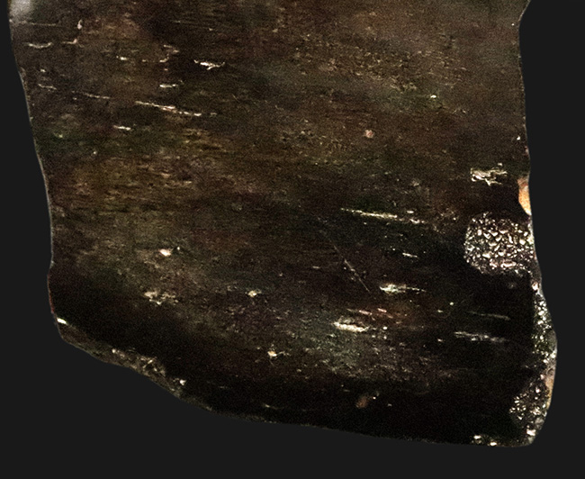 【著名産地・英国ワイト島産】白亜紀前期・大型鳥脚類の骨片化石（その3）