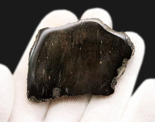 【著名産地・英国ワイト島産】白亜紀前期・大型鳥脚類の骨片化石（その4）