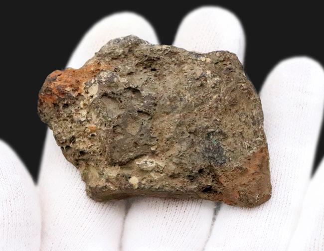 【著名産地・英国ワイト島産】白亜紀前期・大型鳥脚類の骨片化石（その5）