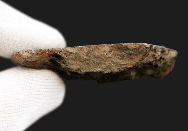 【著名産地・英国ワイト島産】白亜紀前期・大型鳥脚類の骨片化石（その6）