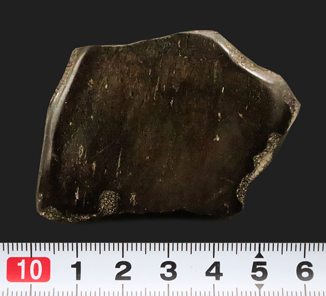 【著名産地・英国ワイト島産】白亜紀前期・大型鳥脚類の骨片化石（その7）