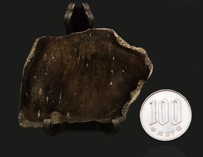 【著名産地・英国ワイト島産】白亜紀前期・大型鳥脚類の骨片化石（その8）