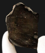 【著名産地・英国ワイト島産】白亜紀前期・大型鳥脚類の骨片化石