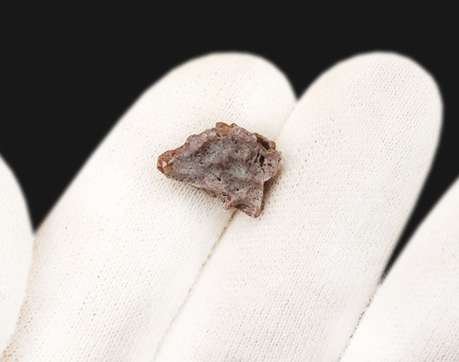 古生代ペルム紀、海綿構造を残すエリオプス（Eryops）の頭骨化石（その3）