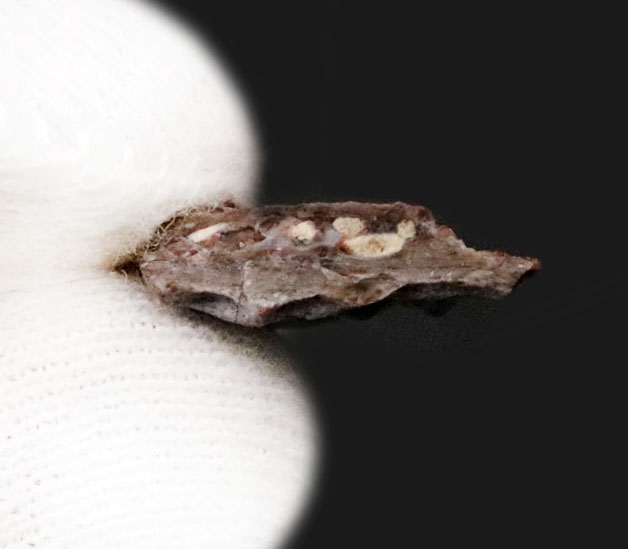 古生代ペルム紀、海綿構造を残すエリオプス（Eryops）の頭骨化石（その4）