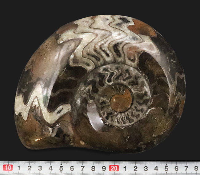 直径最大部17センチ級の特大標本！アンモナイトの祖先、ゴニアタイト