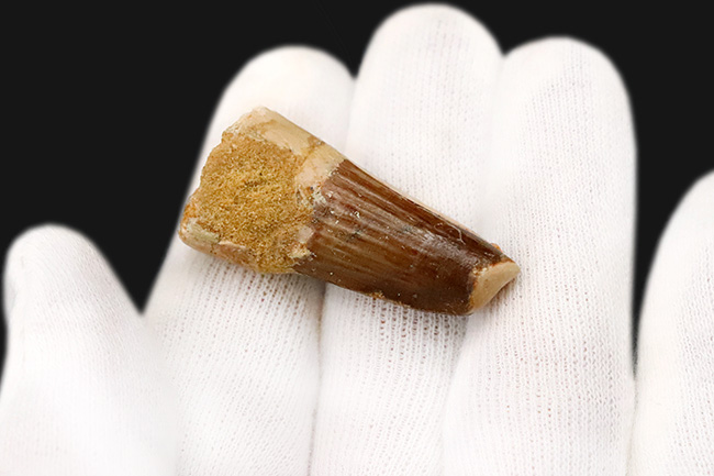 縦のストリエーションの保存状態良好……スピノサウルス（Spinosaurus）の歯化石（その4）