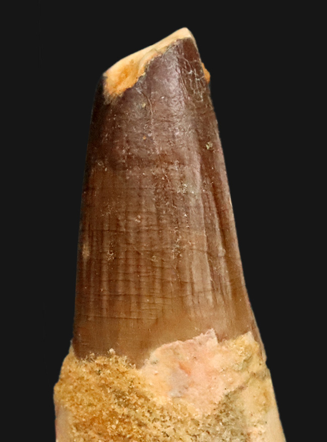 縦のストリエーションの保存状態良好……スピノサウルス（Spinosaurus）の歯化石（その7）
