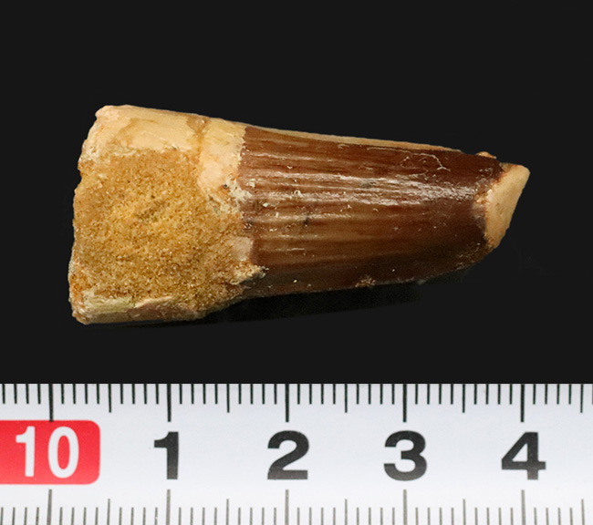 縦のストリエーションの保存状態良好……スピノサウルス（Spinosaurus）の歯化石（その9）