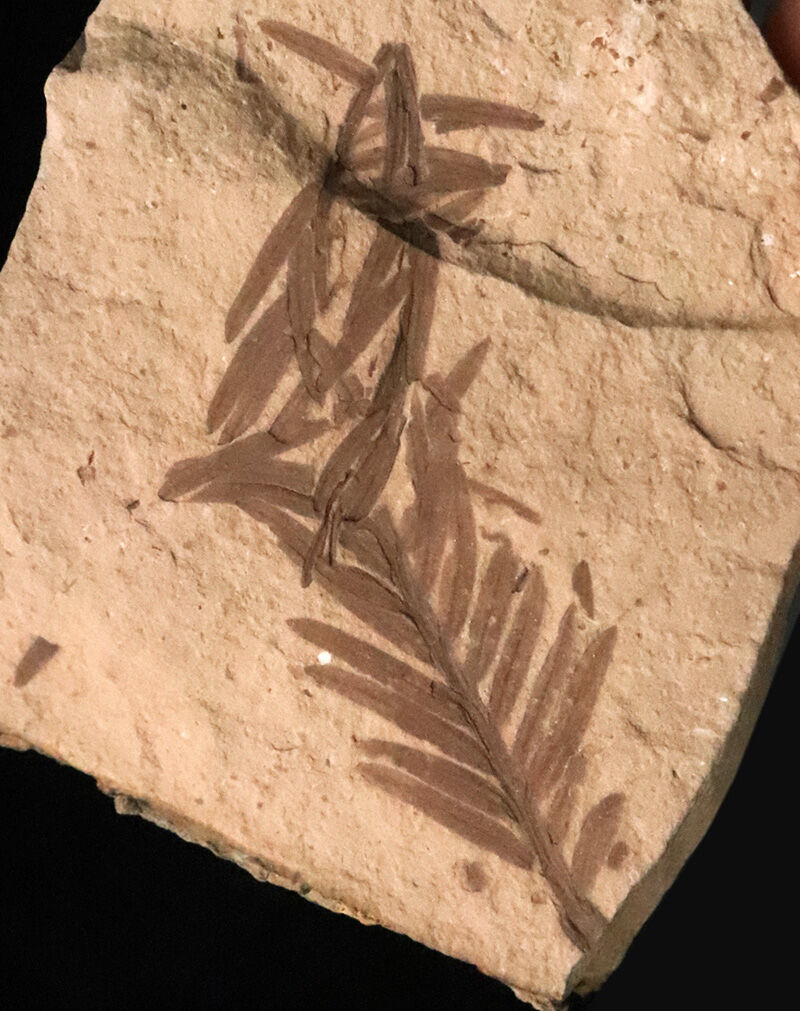 3000万年前、漸新世のタイムカプセル……米国アイダホ州産、「生きた化石」メタセコイア（Metasequoia）の葉化石（その1）