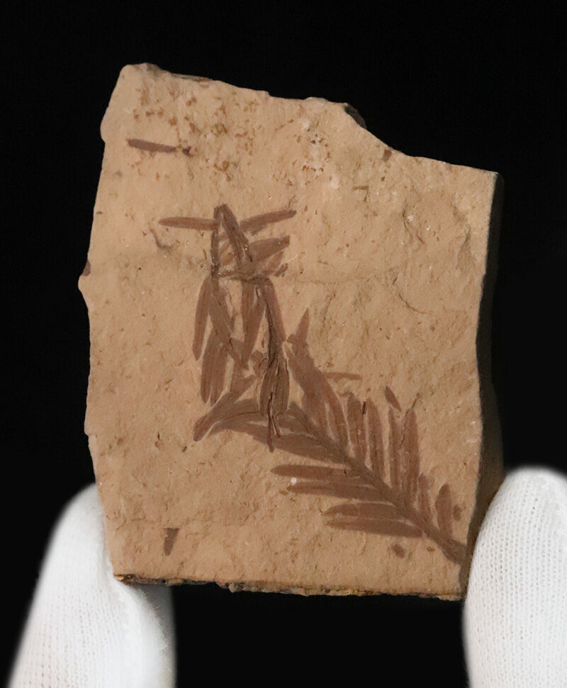 3000万年前、漸新世のタイムカプセル……米国アイダホ州産、「生きた化石」メタセコイア（Metasequoia）の葉化石（その2）