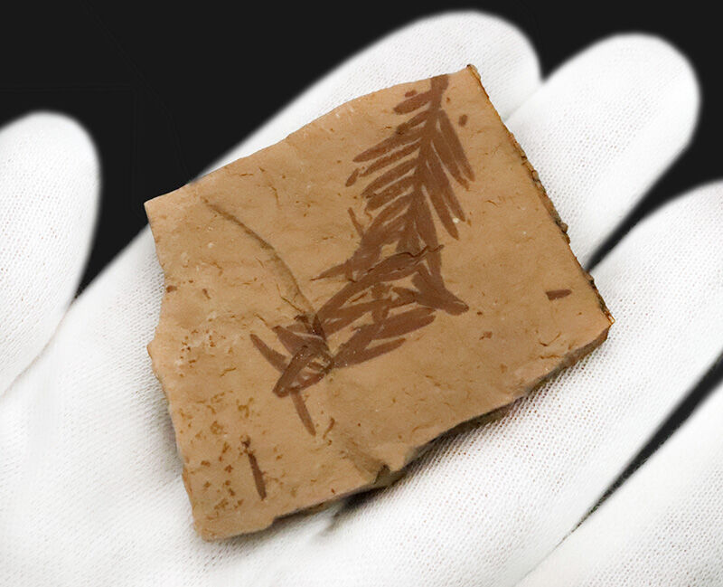 3000万年前、漸新世のタイムカプセル……米国アイダホ州産、「生きた化石」メタセコイア（Metasequoia）の葉化石（その3）